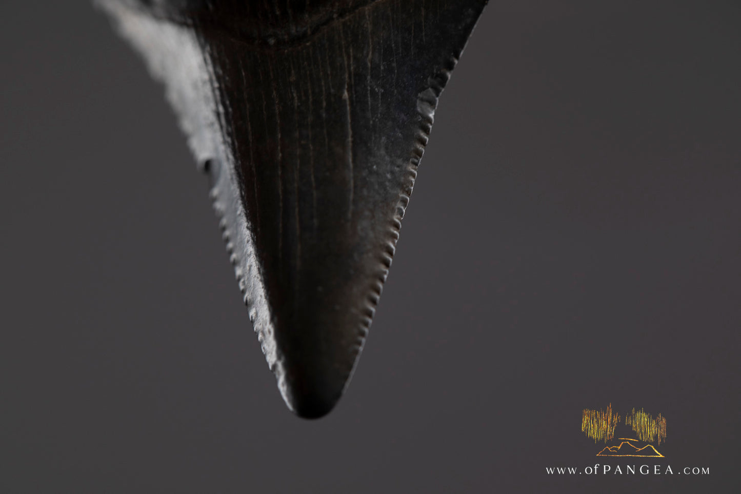 Fossilized Mako Shark Tooth Necklace || JF1352