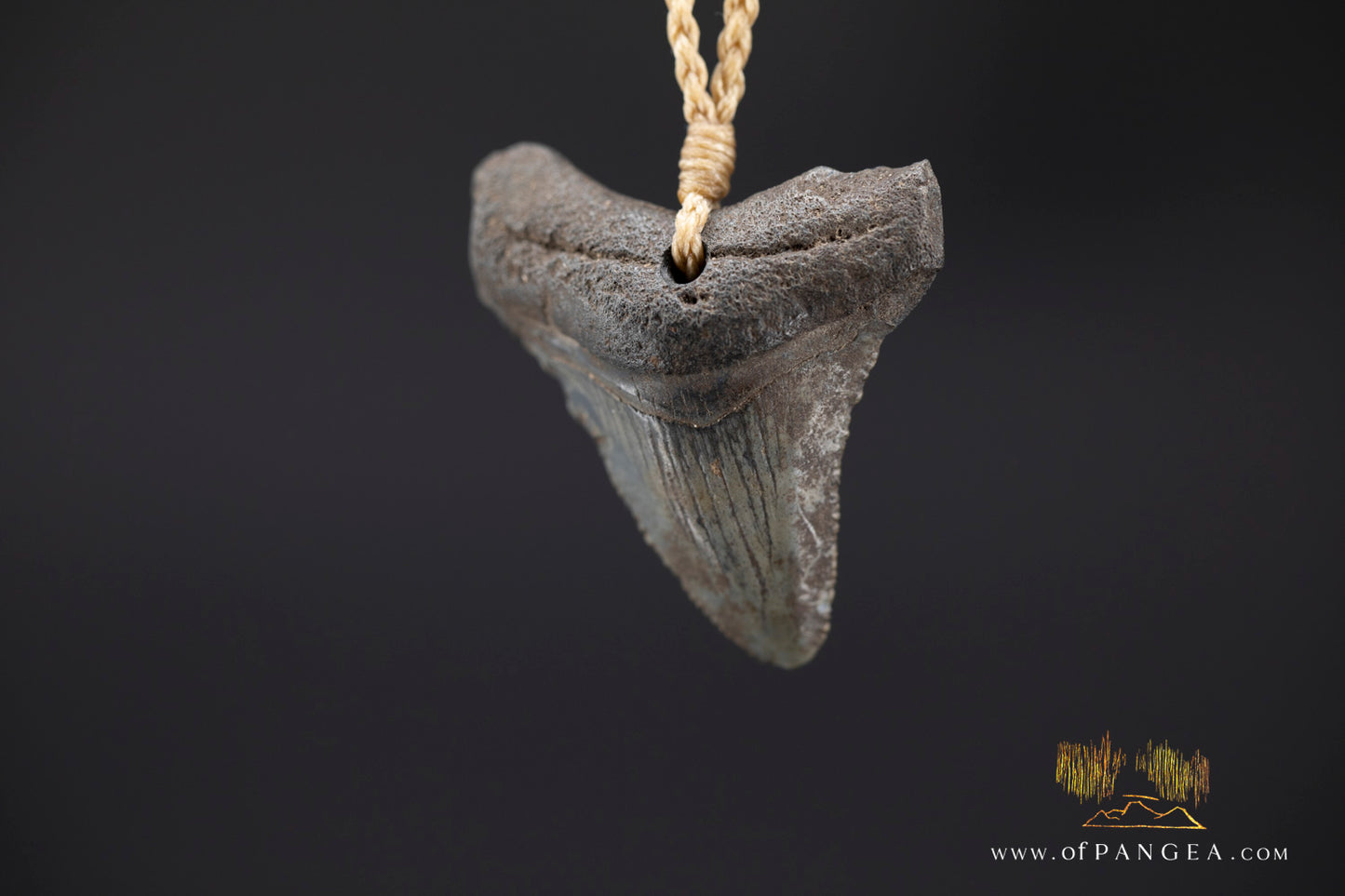 Fossilized Mako Shark Tooth Necklace || JF1353