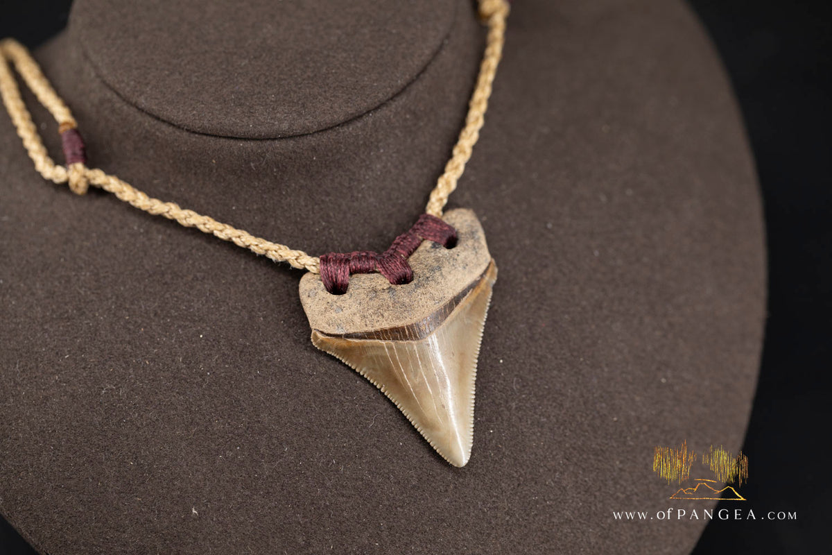 Megalodon Shark Fossilized Tooth (extinct) Necklace - Waxed Cord || JF1722