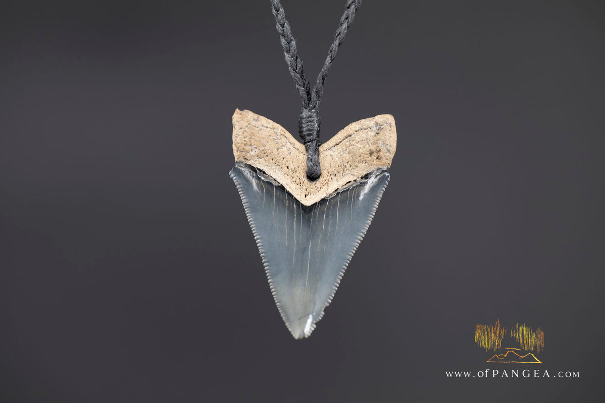 Megalodon Shark Fossilized Tooth (extinct) Necklace - Waxed Cord || JF1734