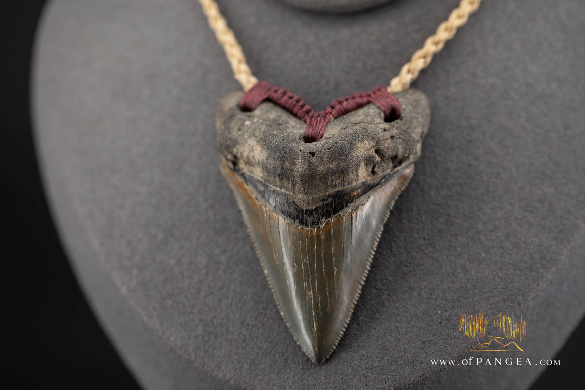 Megalodon Shark Tooth (extinct) Necklace - Waxed Cord and Jade Toggle || JF1805