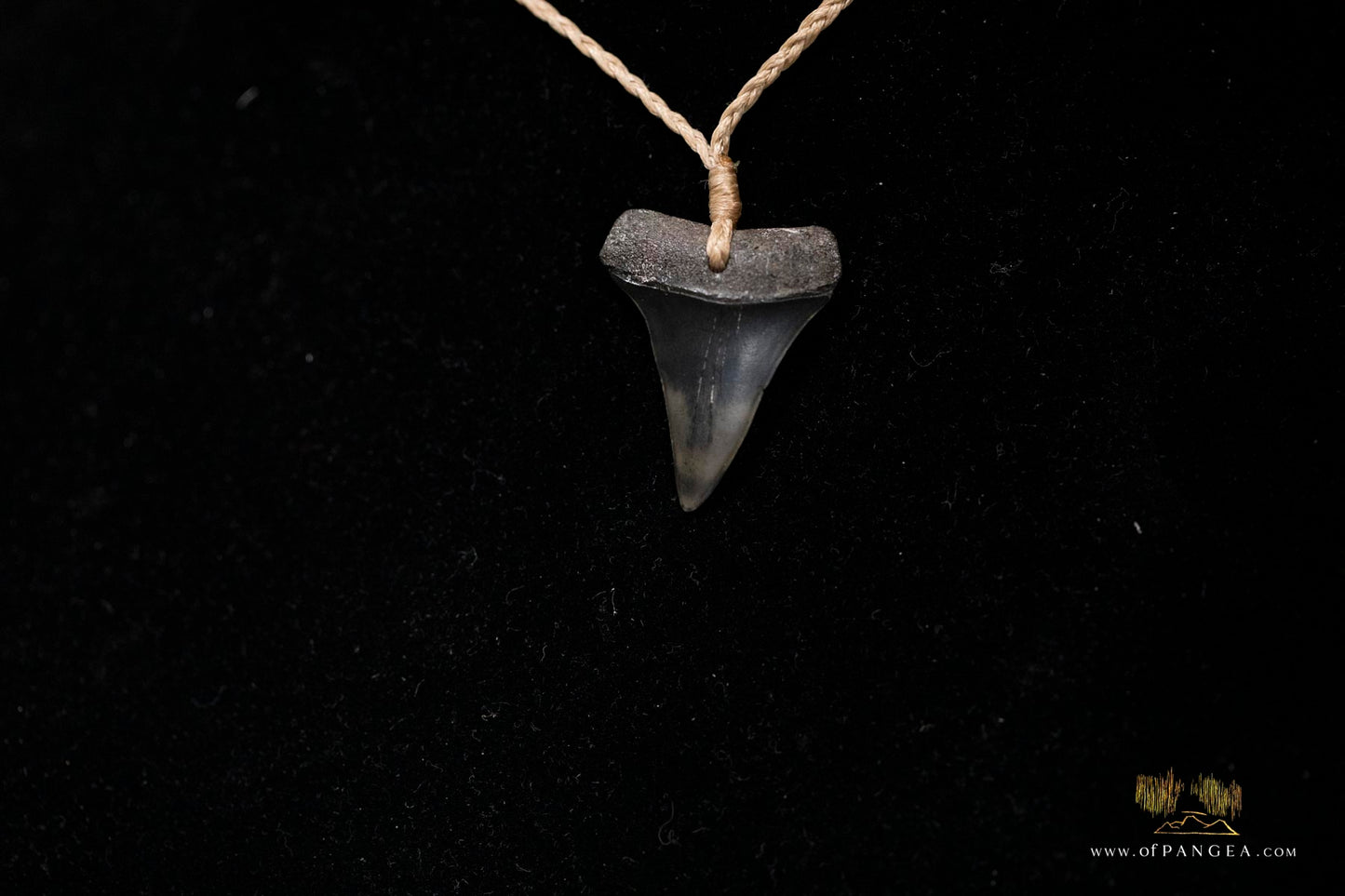 Fossilized Shark Tooth - plaited cord Necklace || JF190