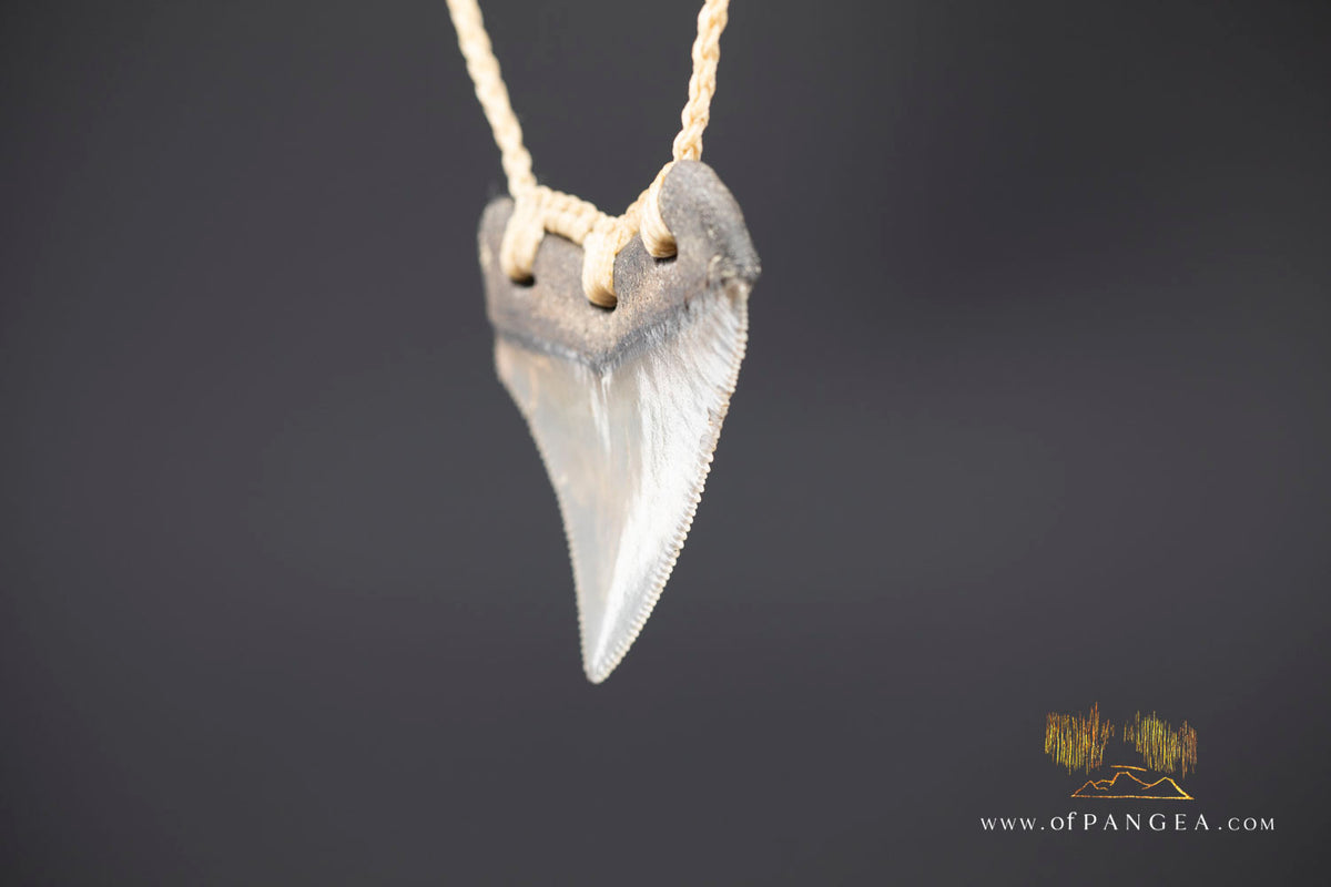 Megalodon Shark Fossilized Tooth (extinct) Necklace - Waxed Cord || JF1975