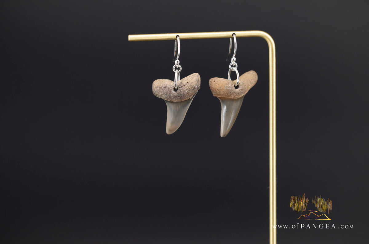Fossilized Mako Shark Tooth Earings || JF1984