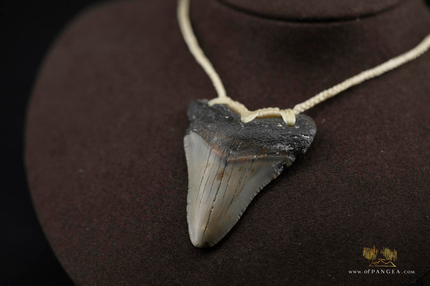 Megalodon Shark Tooth (extinct) Necklace - Waxed Cord || JF426