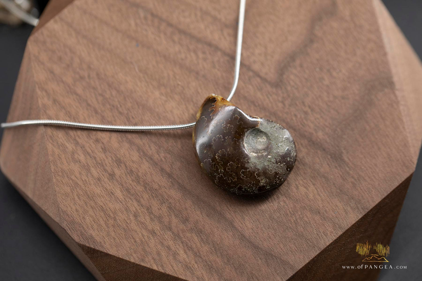 Agate Per-mineralized Full Ammonite Fossil Necklace - 0.925 Italian Sterling Silver Snake Chain 18inch || JF481