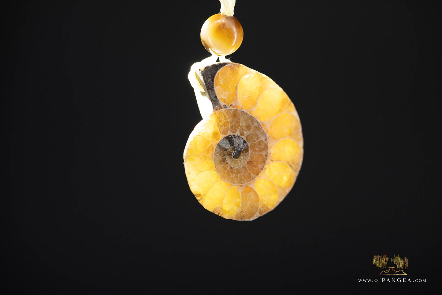 Golden Per-mineralized Ammonite Half Necklace - Tiger's Eye Bead || JF531