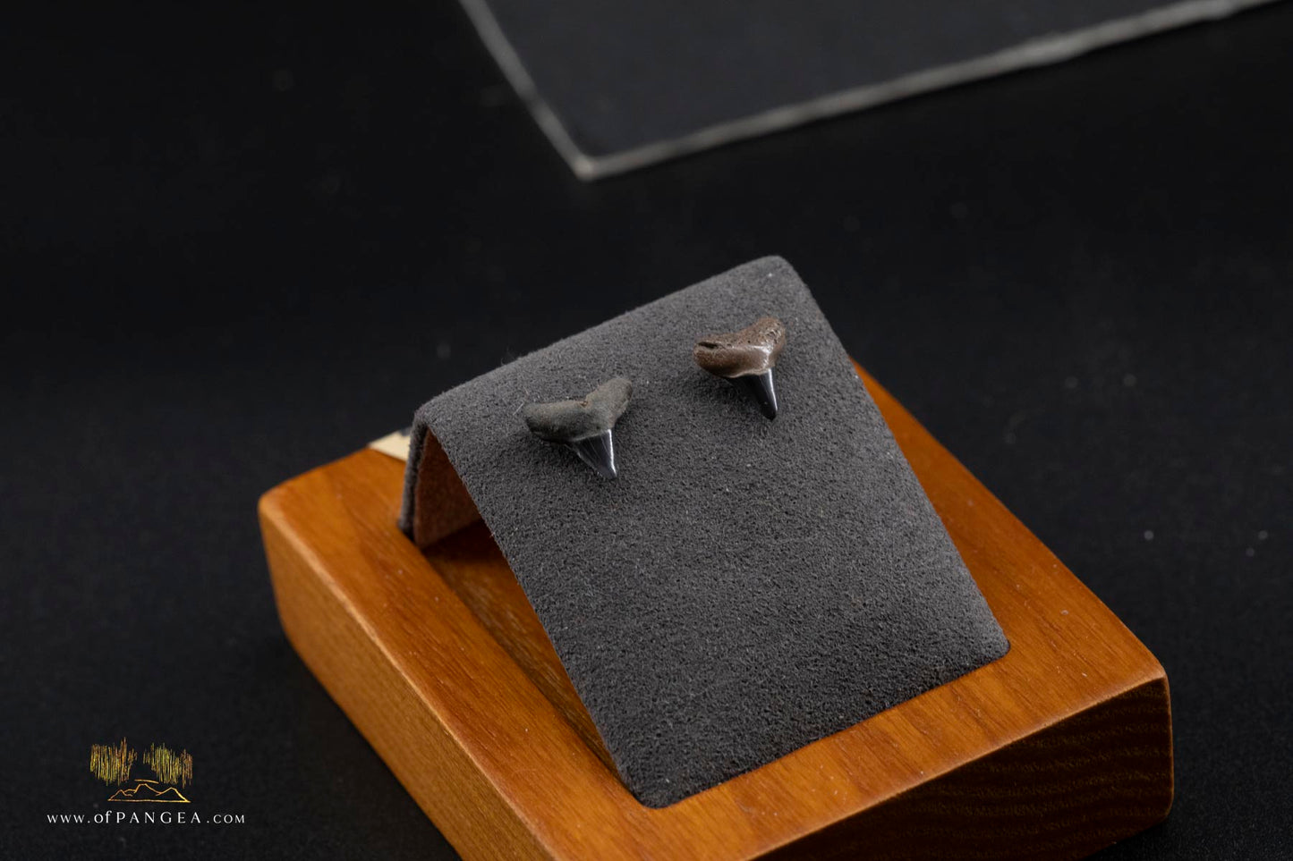 Fossilized Lightning Creek Shark Teeth Stud Earrings - Sterling Silver