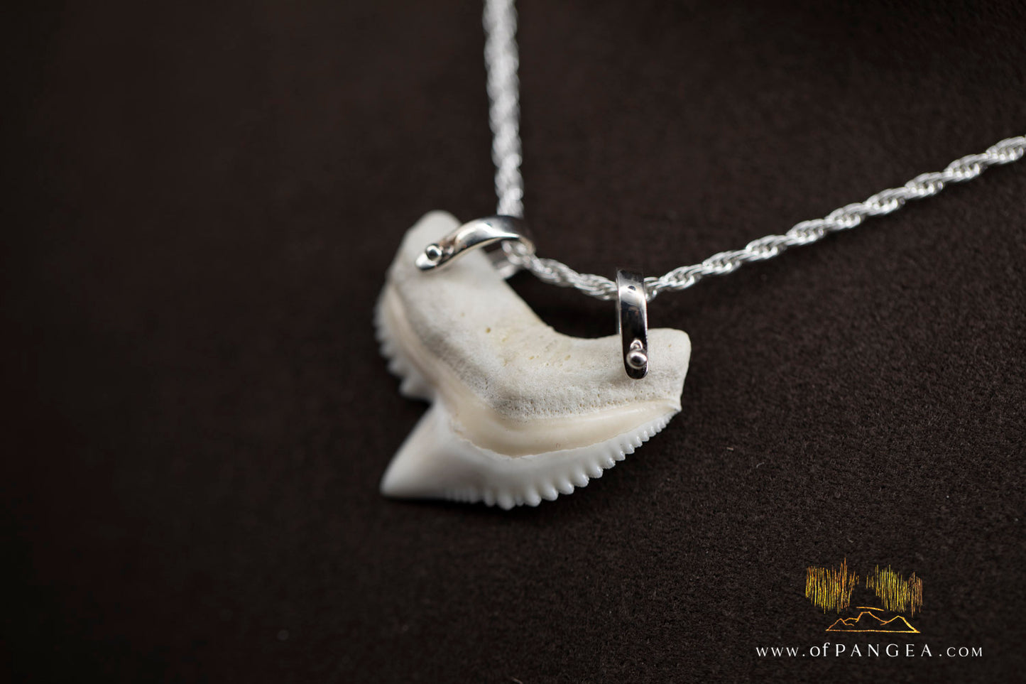 Tiger Shark tooth (Modern) Italian Sterling Silver chain necklace || JF979