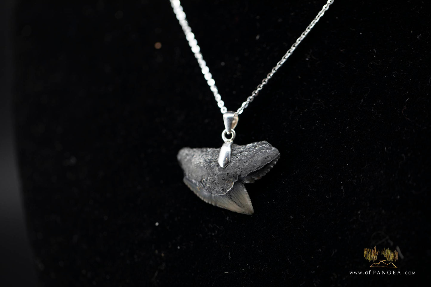 Tiger Shark tooth (fossilized) Italian Sterling Silver chain necklace