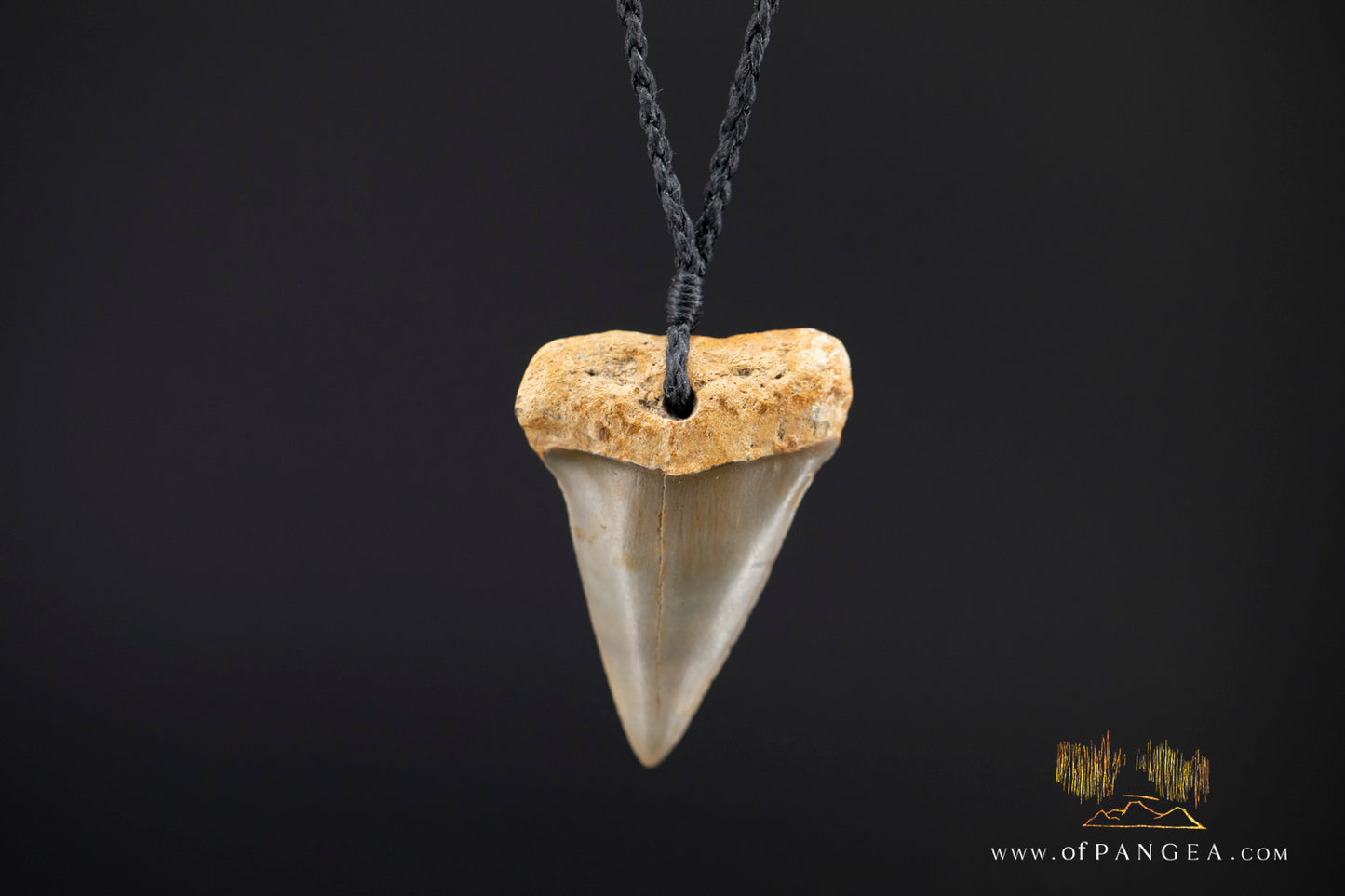 Fossilized Mako Shark Tooth Necklace