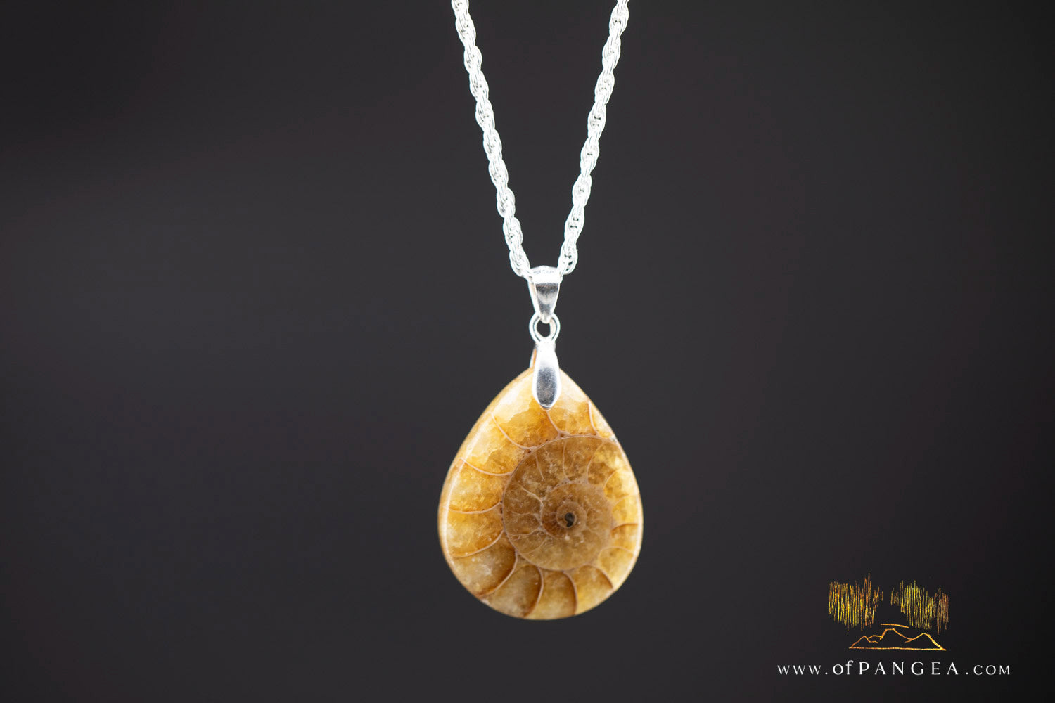 Per-mineralized Ammonite