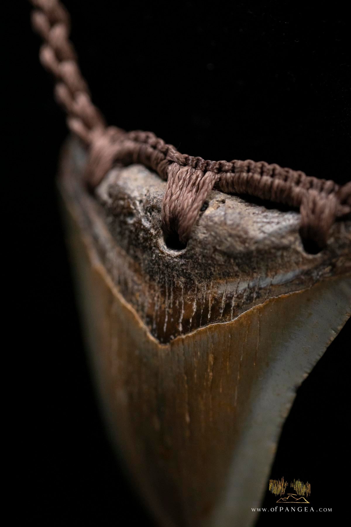 Megalodon Shark Tooth Fossils