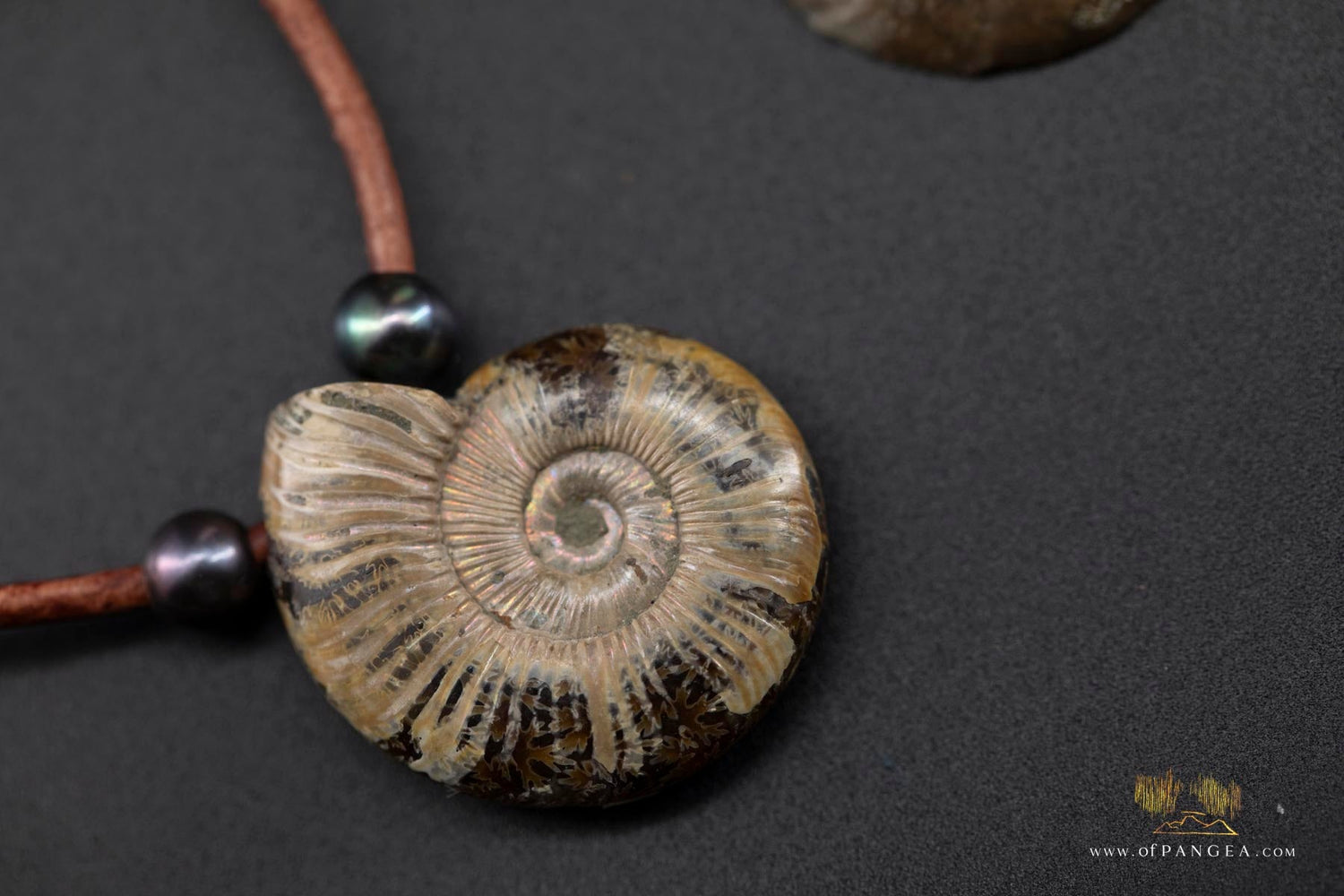 Collection of all Fossils and Fossilized jewelry