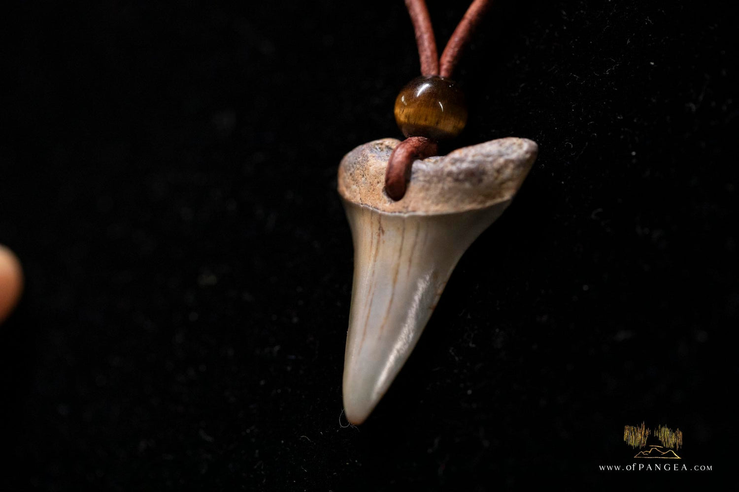 Fossilized Shark Teeth
