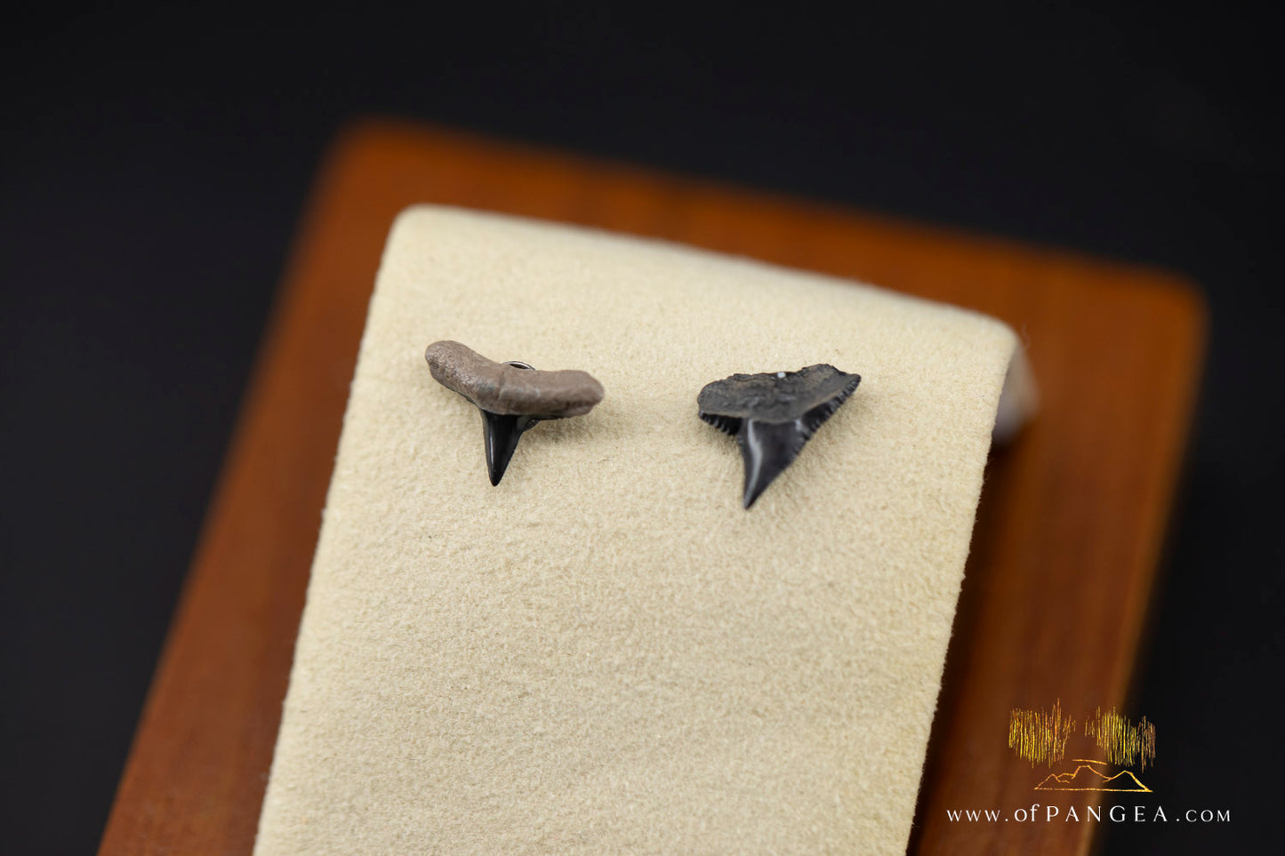 Fossilized Lightning Creek Shark Teeth Stud Earrings - Sterling Silver || JF1128