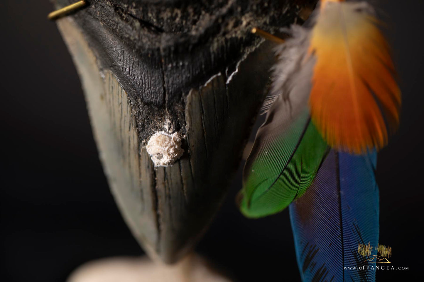 Fleeting from Stone tere mai i te kohatu - Sculpture - Fossilized Megalodon Shark Tooth and parrot feathers || JF117