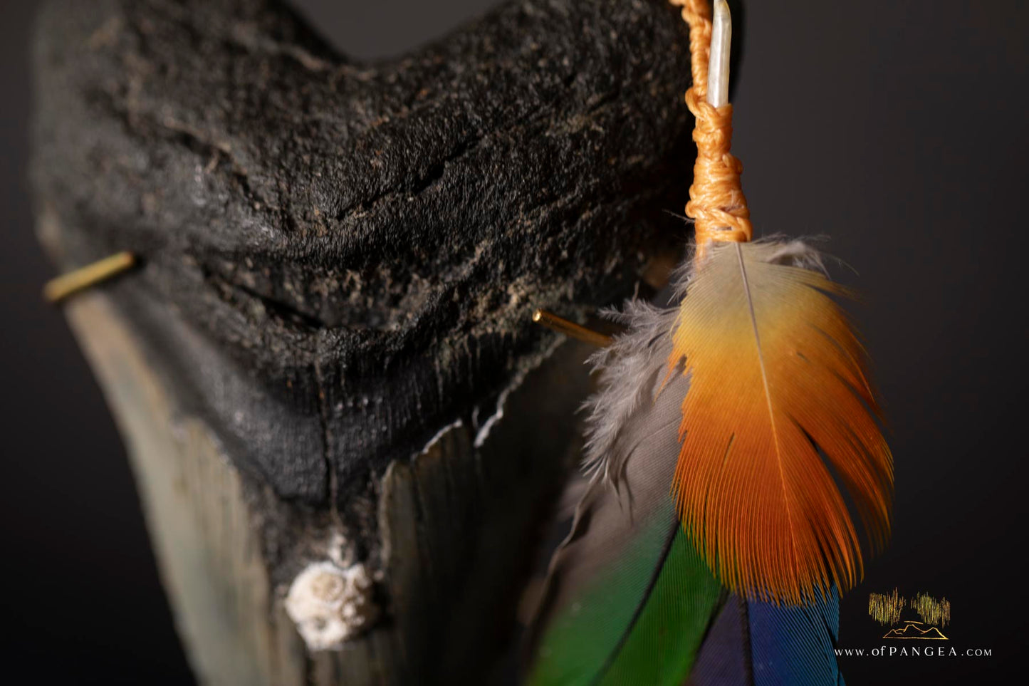 Fleeting from Stone tere mai i te kohatu - Sculpture - Fossilized Megalodon Shark Tooth and parrot feathers || JF117