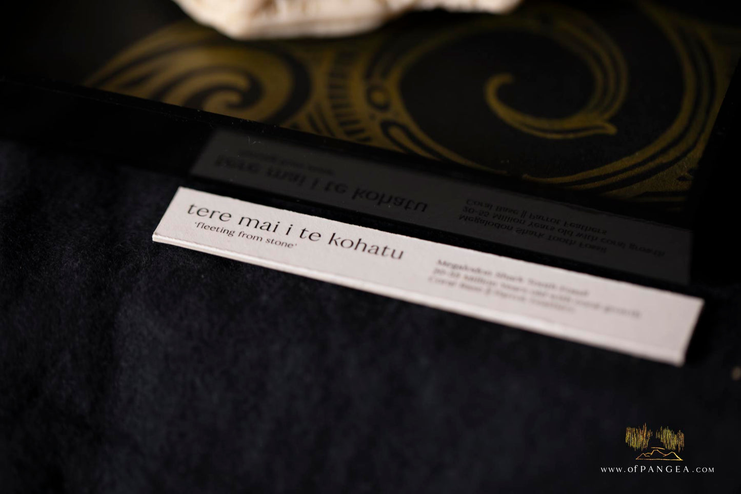 Fleeting from Stone tere mai i te kohatu - Sculpture - Fossilized Megalodon Shark Tooth and parrot feathers || JF117