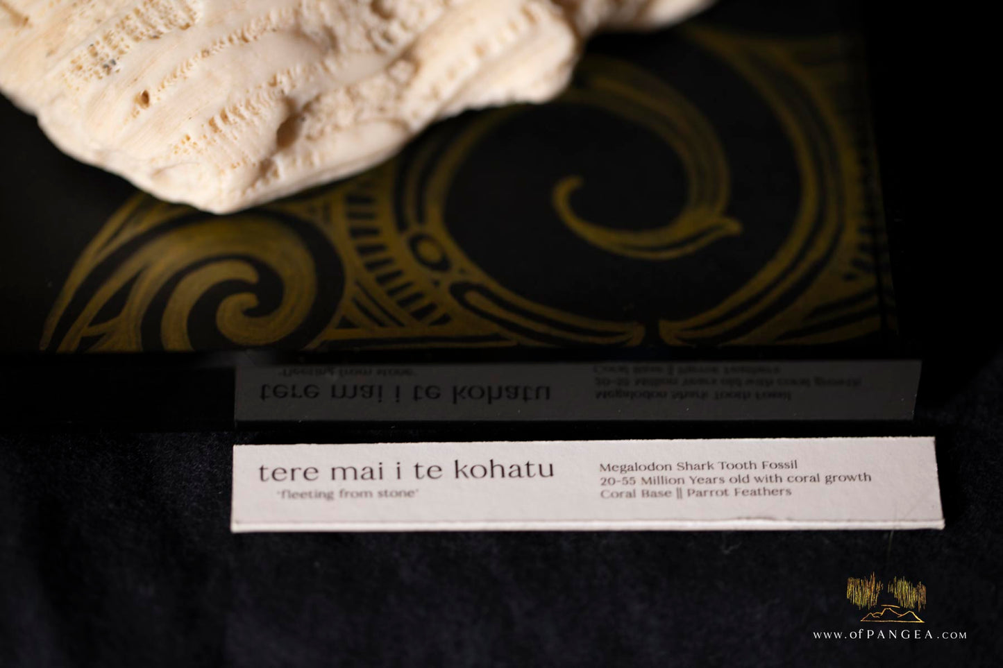 Fleeting from Stone tere mai i te kohatu - Sculpture - Fossilized Megalodon Shark Tooth and parrot feathers || JF117