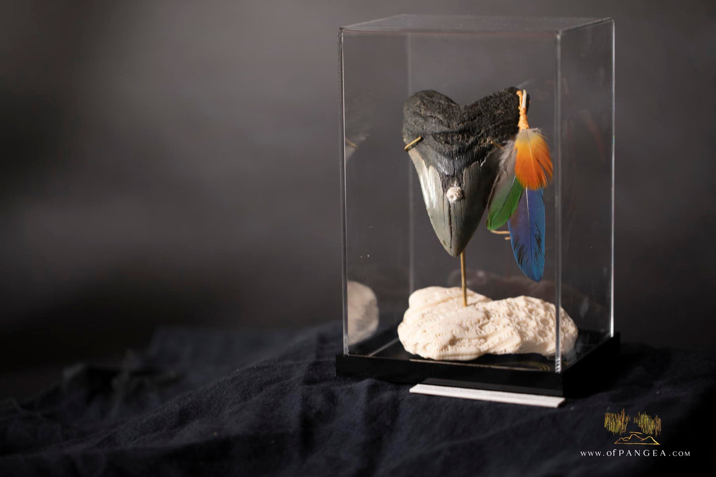 Fleeting from Stone tere mai i te kohatu - Sculpture - Fossilized Megalodon Shark Tooth and parrot feathers || JF117