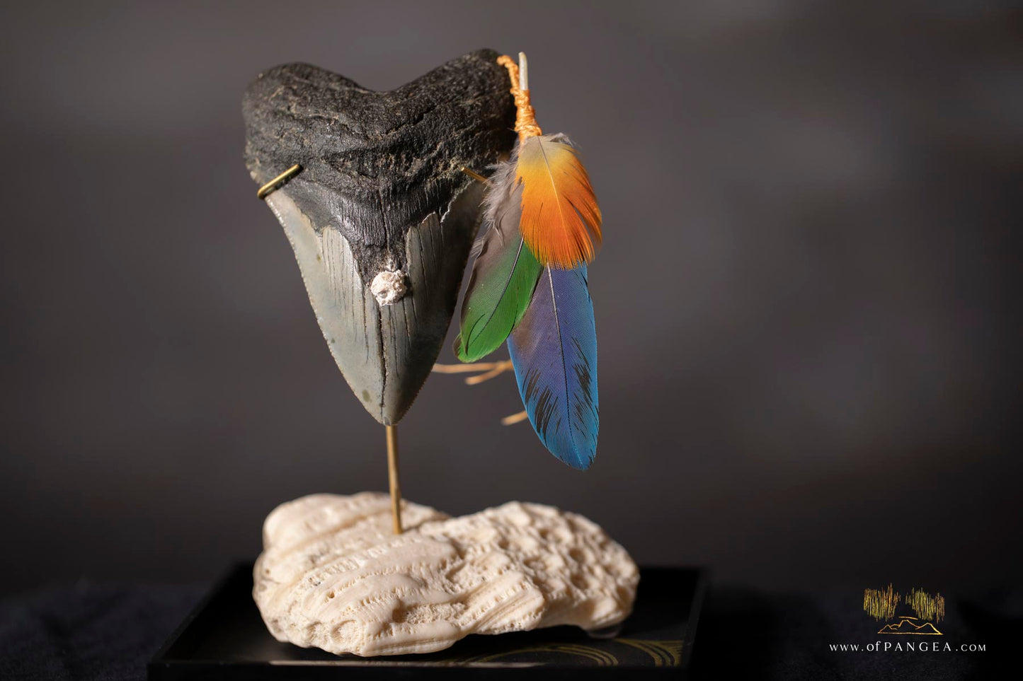 Fleeting from Stone tere mai i te kohatu - Sculpture - Fossilized Megalodon Shark Tooth and parrot feathers || JF117