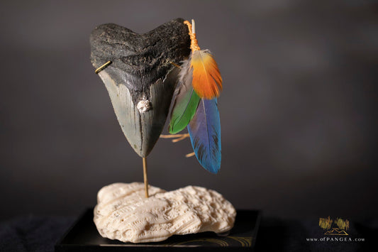 Fleeting from Stone tere mai i te kohatu - Sculpture - Fossilized Megalodon Shark Tooth and parrot feathers || JF117