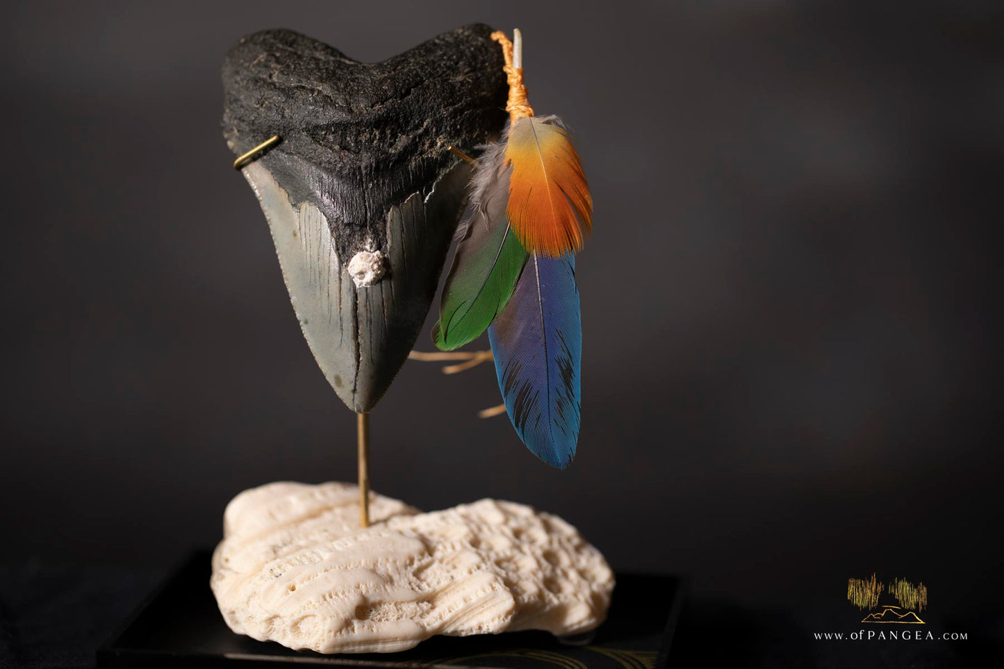 Fleeting from Stone tere mai i te kohatu - Sculpture - Fossilized Megalodon Shark Tooth and parrot feathers || JF117