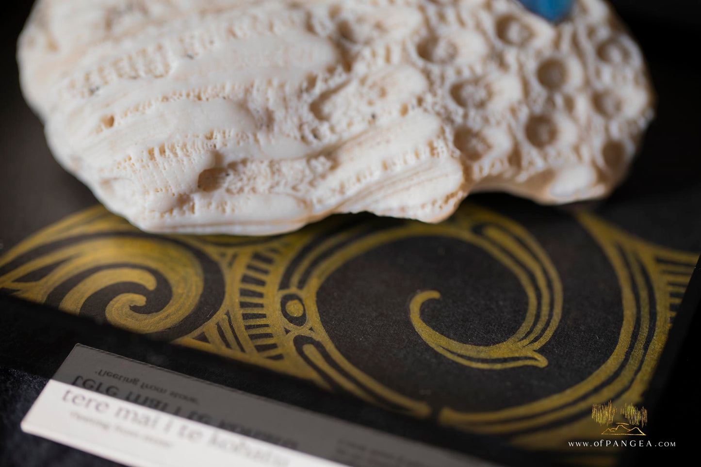 Fleeting from Stone tere mai i te kohatu - Sculpture - Fossilized Megalodon Shark Tooth and parrot feathers || JF117