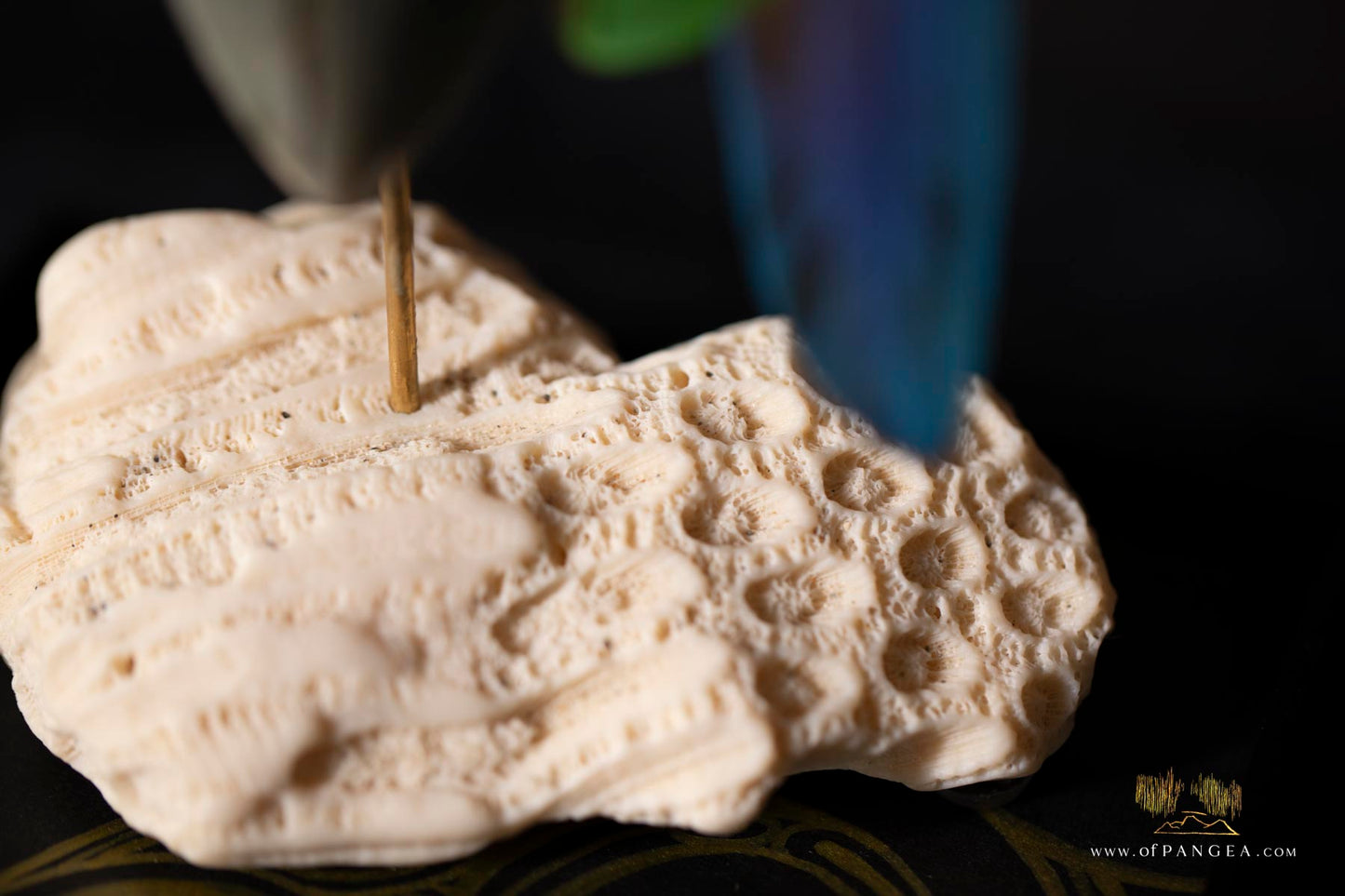 Fleeting from Stone tere mai i te kohatu - Sculpture - Fossilized Megalodon Shark Tooth and parrot feathers || JF117