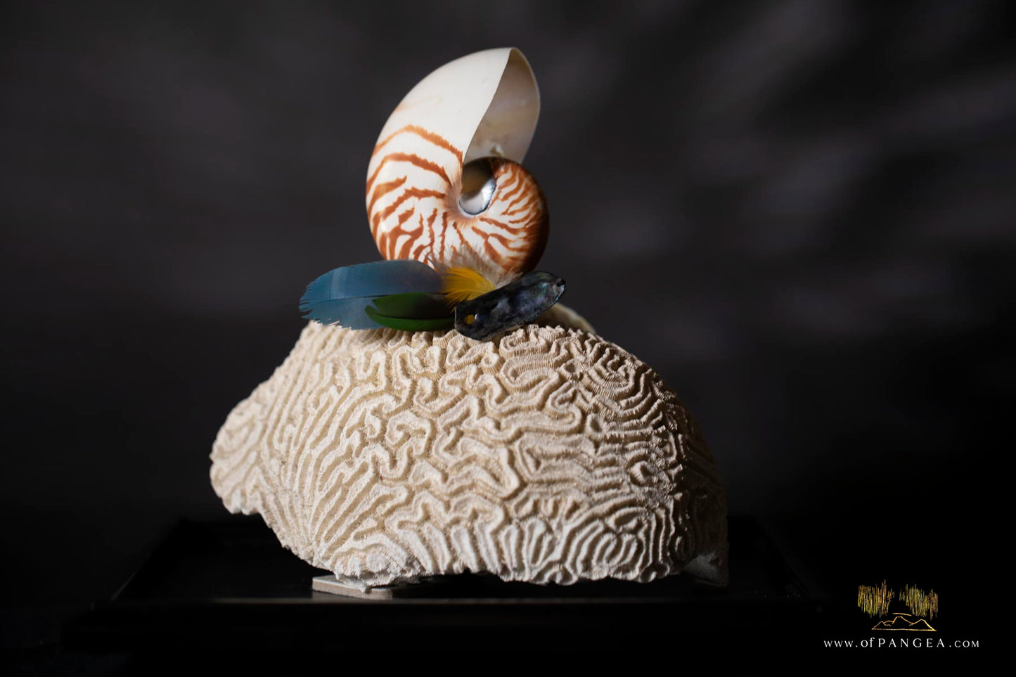 Mazzo Frattale - Sculpture - Nautilus shell resting on brain coral - Fibonacci Sequence || JF118