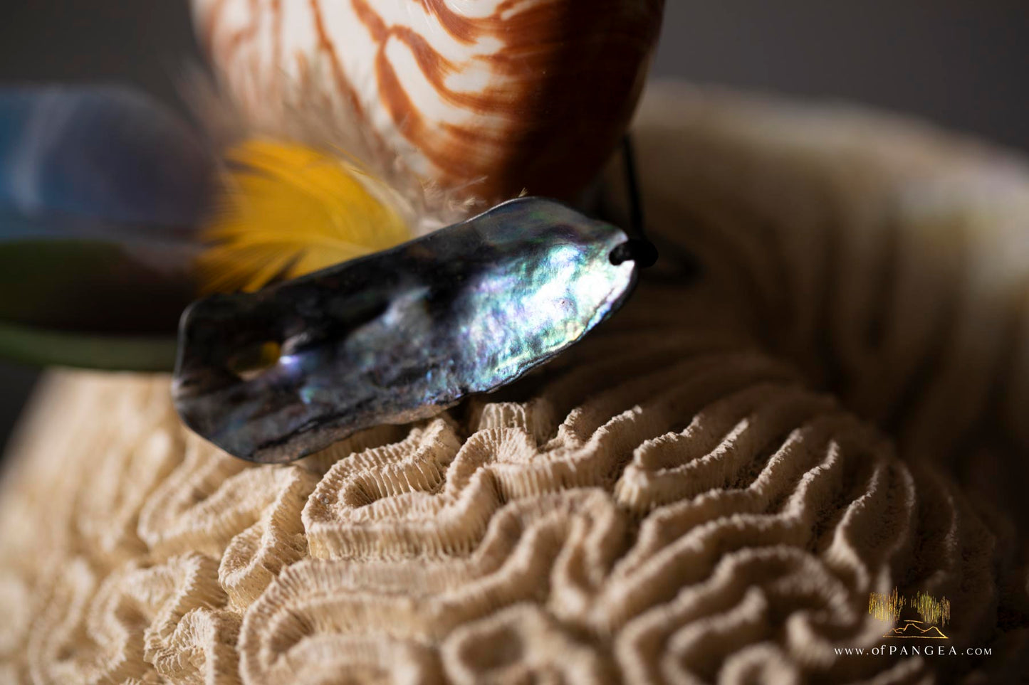 Mazzo Frattale - Sculpture - Nautilus shell resting on brain coral - Fibonacci Sequence || JF118