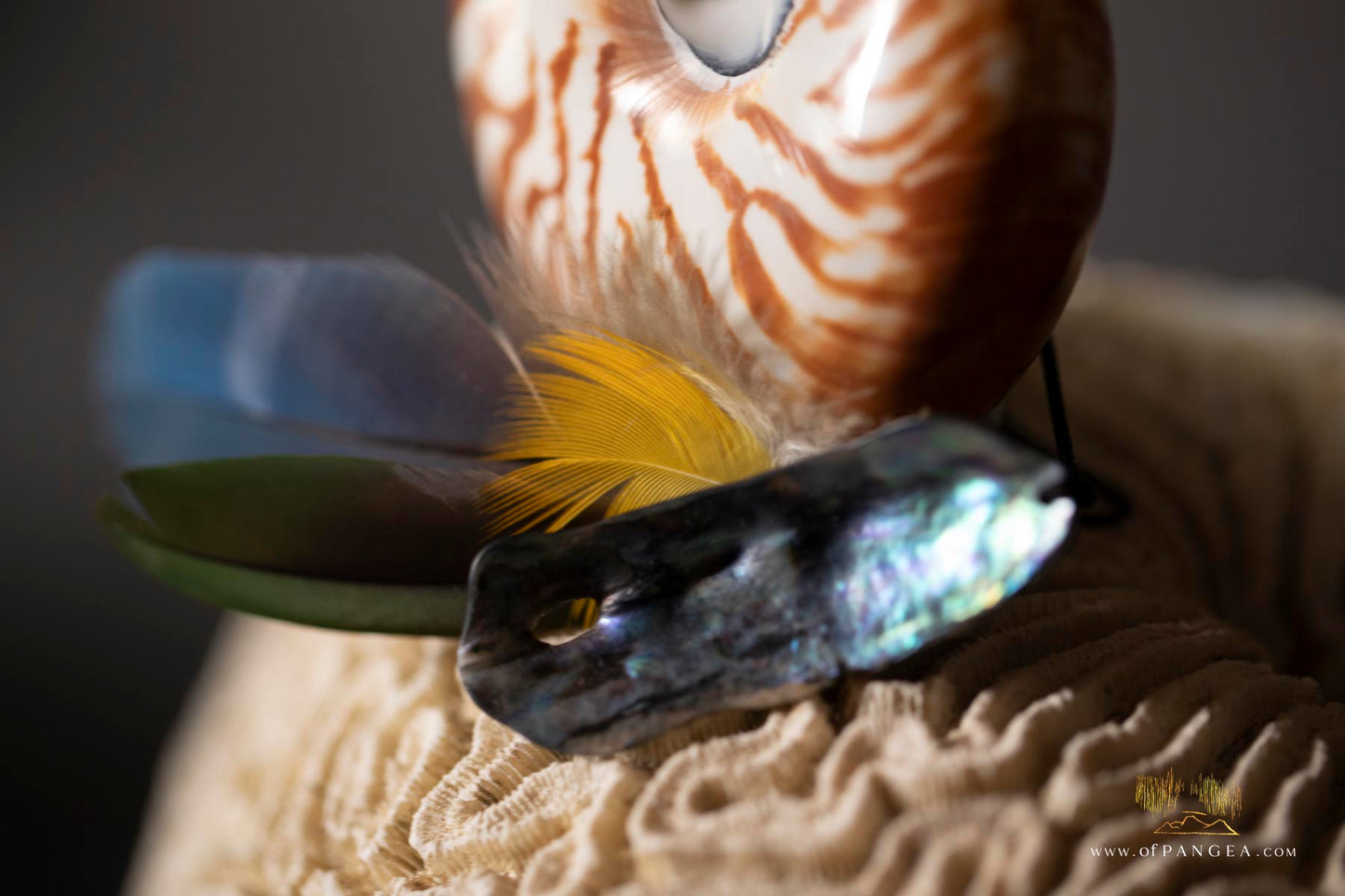 Mazzo Frattale - Sculpture - Nautilus shell resting on brain coral - Fibonacci Sequence || JF118