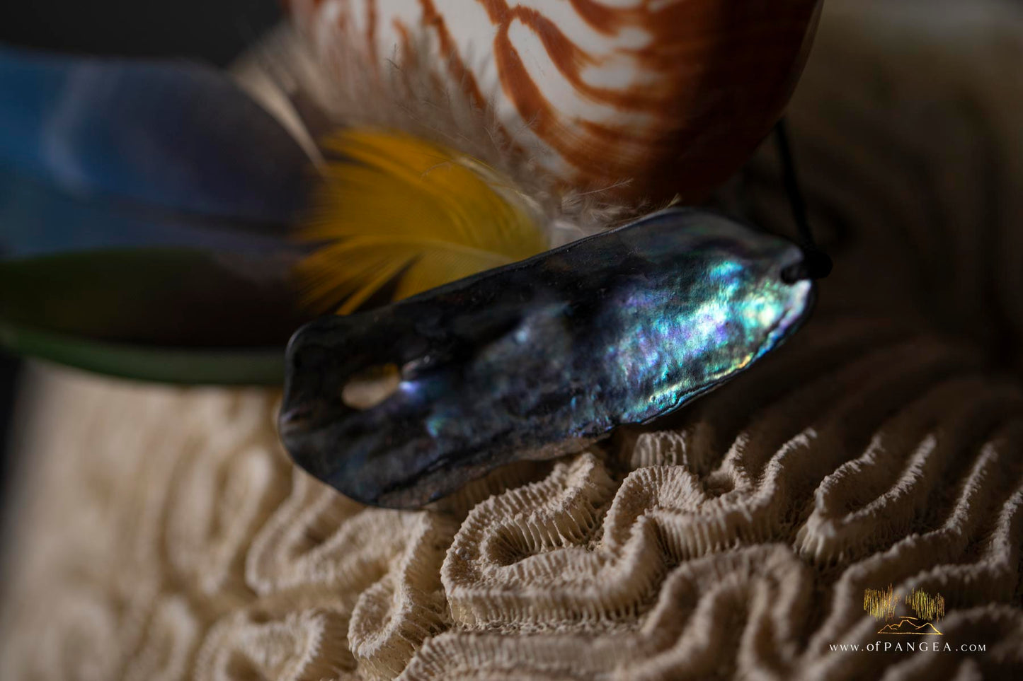 Mazzo Frattale - Sculpture - Nautilus shell resting on brain coral - Fibonacci Sequence || JF118