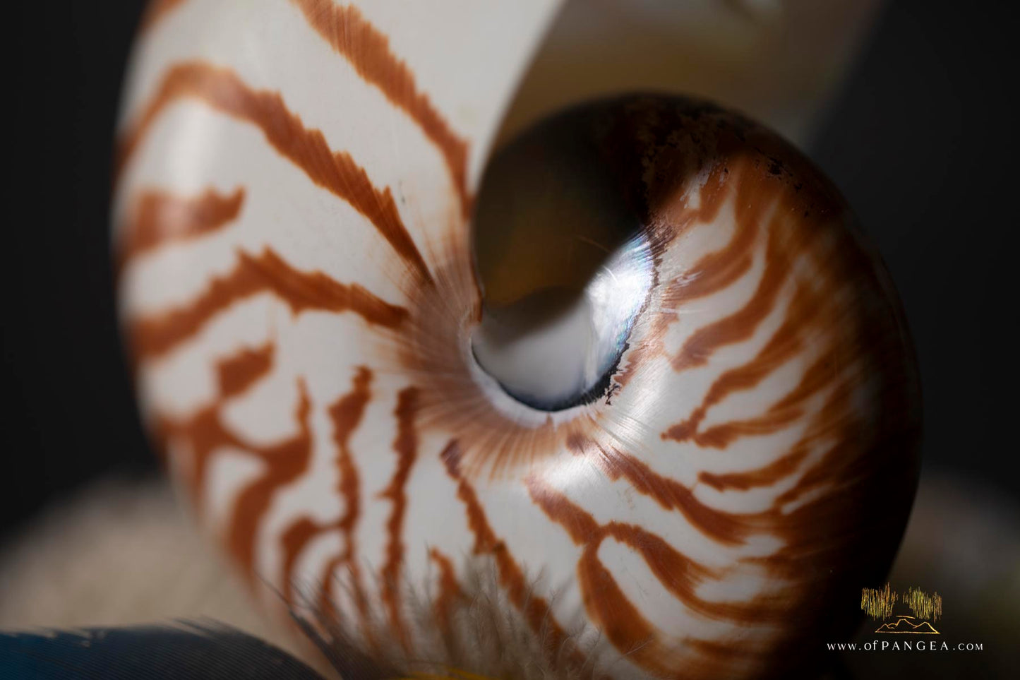 Mazzo Frattale - Sculpture - Nautilus shell resting on brain coral - Fibonacci Sequence || JF118