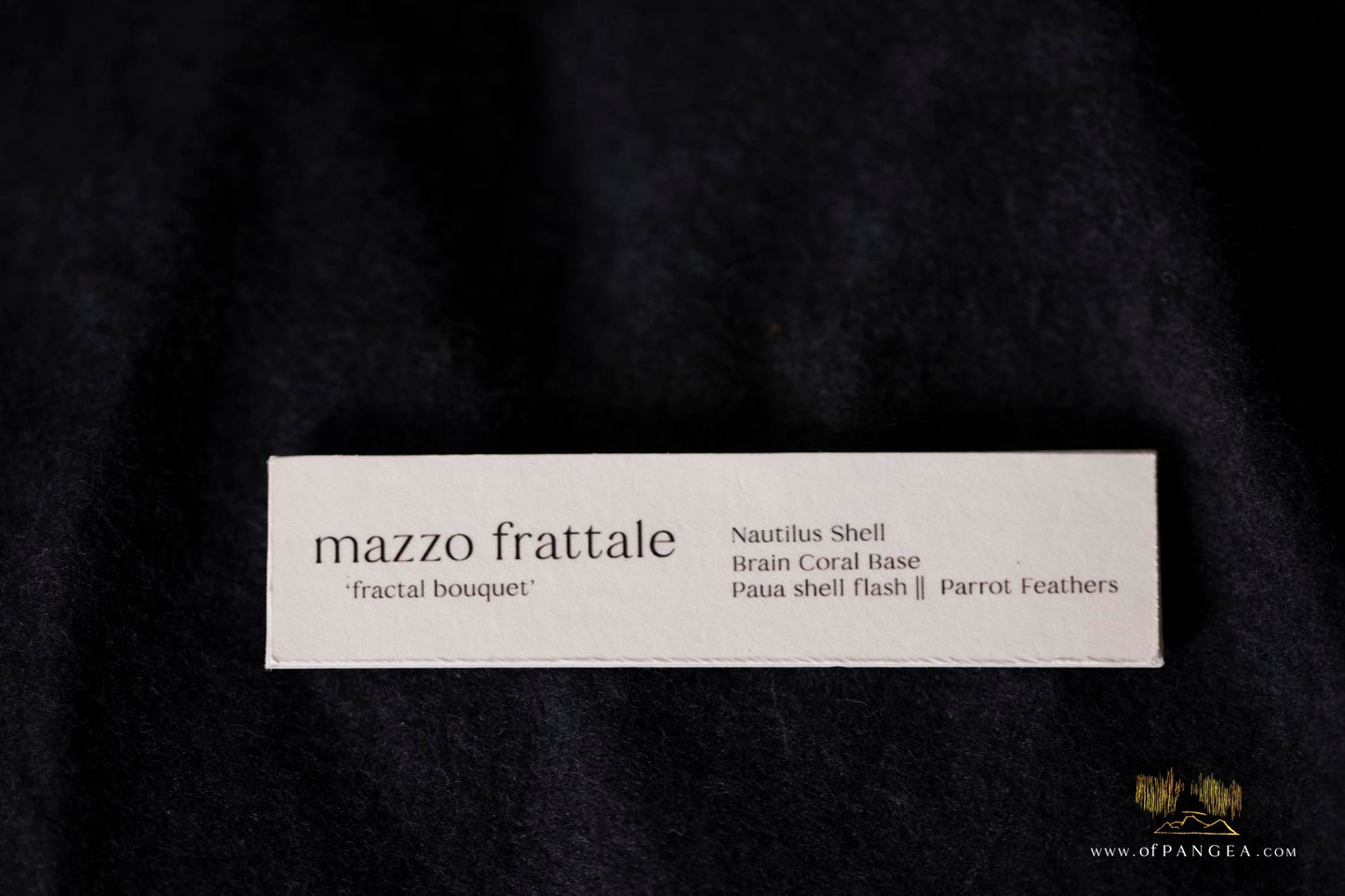 Mazzo Frattale - Sculpture - Nautilus shell resting on brain coral - Fibonacci Sequence || JF118