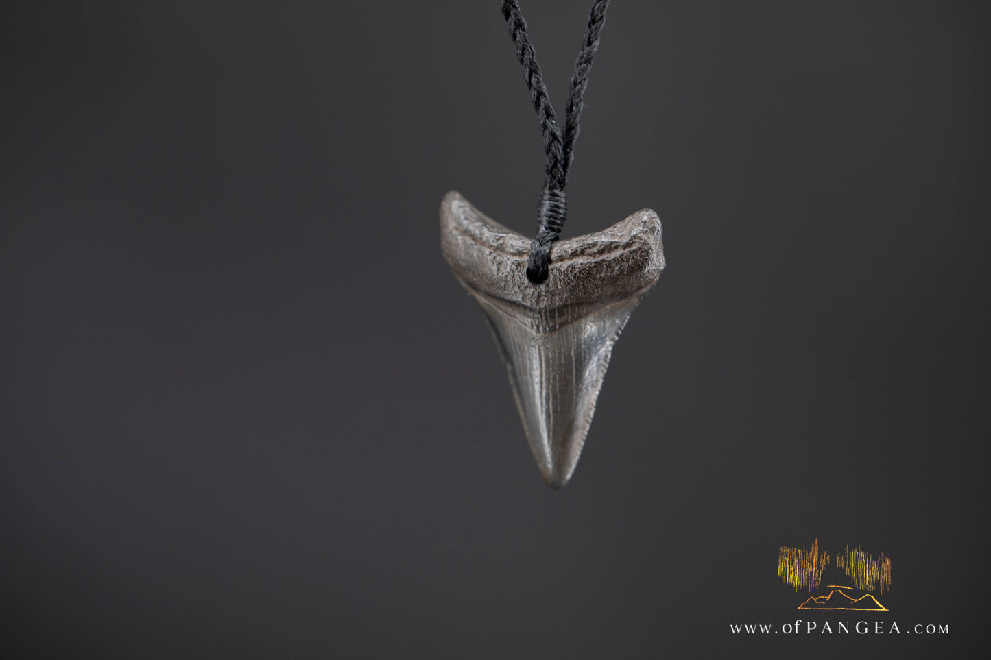 Fossilized Mako Shark Tooth Necklace || JF1352
