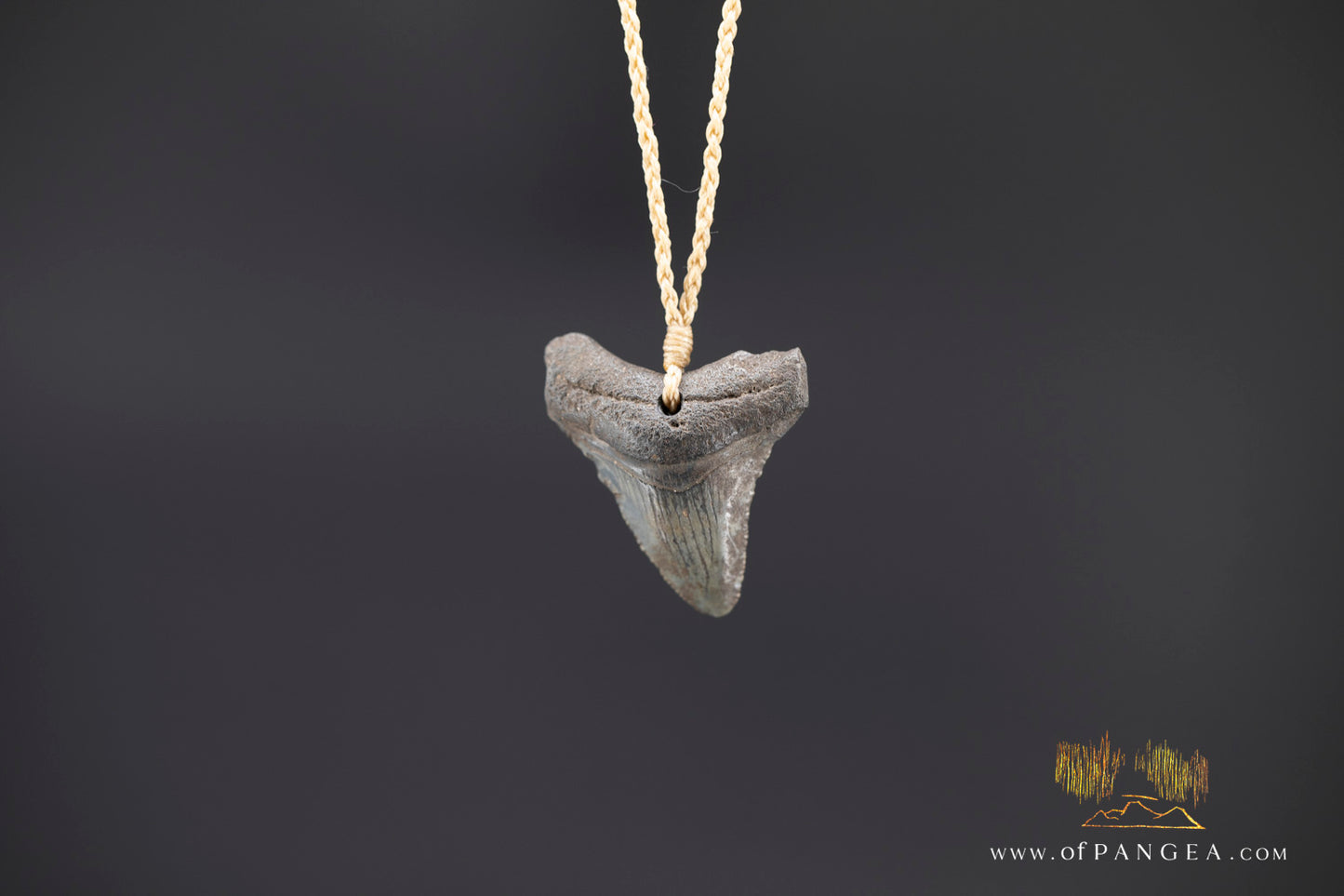 Fossilized Mako Shark Tooth Necklace || JF1353