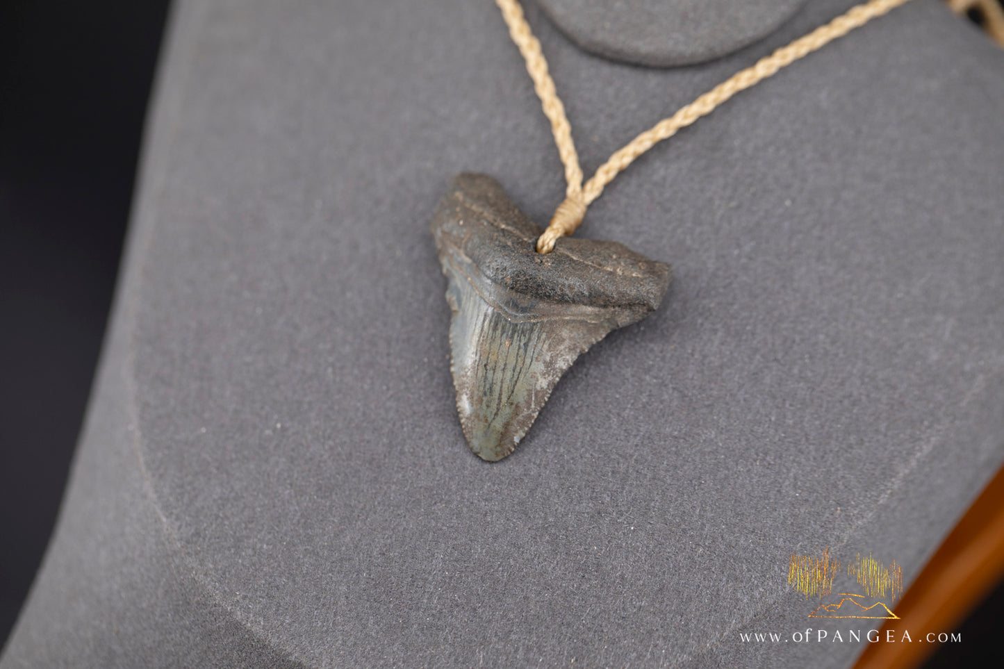 Fossilized Mako Shark Tooth Necklace || JF1353