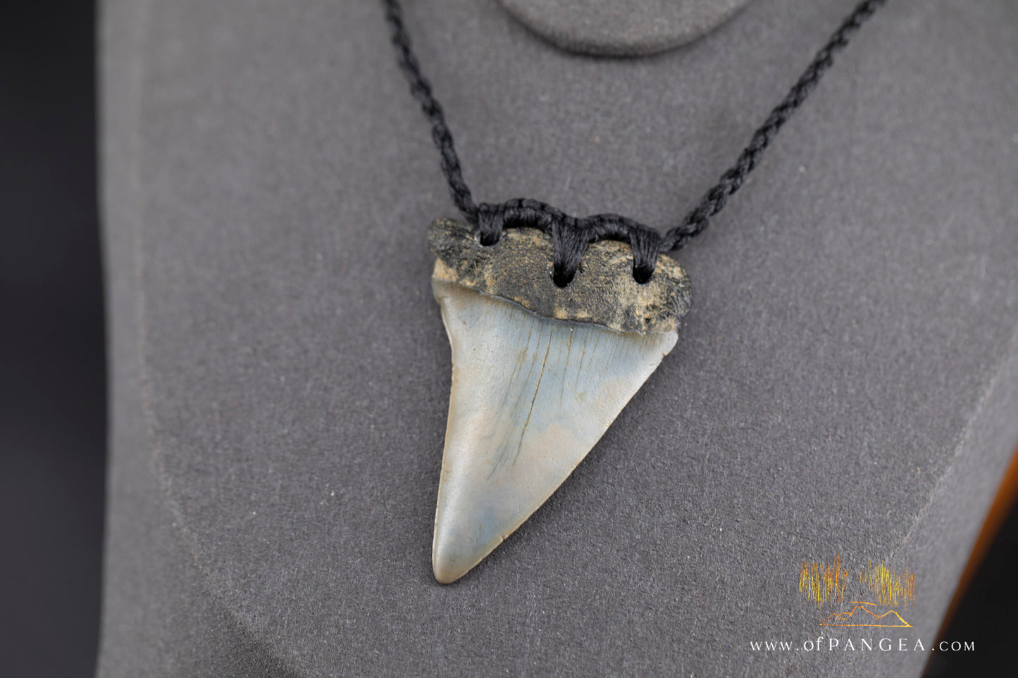 Fossilized Mako Shark Tooth Necklace || JF1359