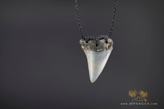Fossilized Mako Shark Tooth Necklace || JF1359