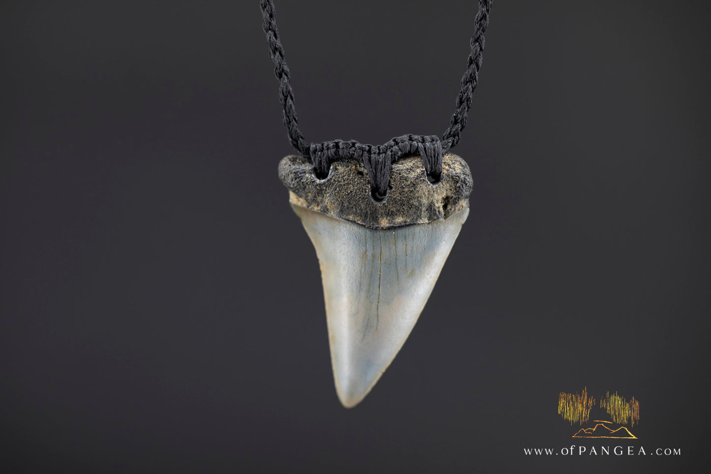 Fossilized Mako Shark Tooth Necklace || JF1359