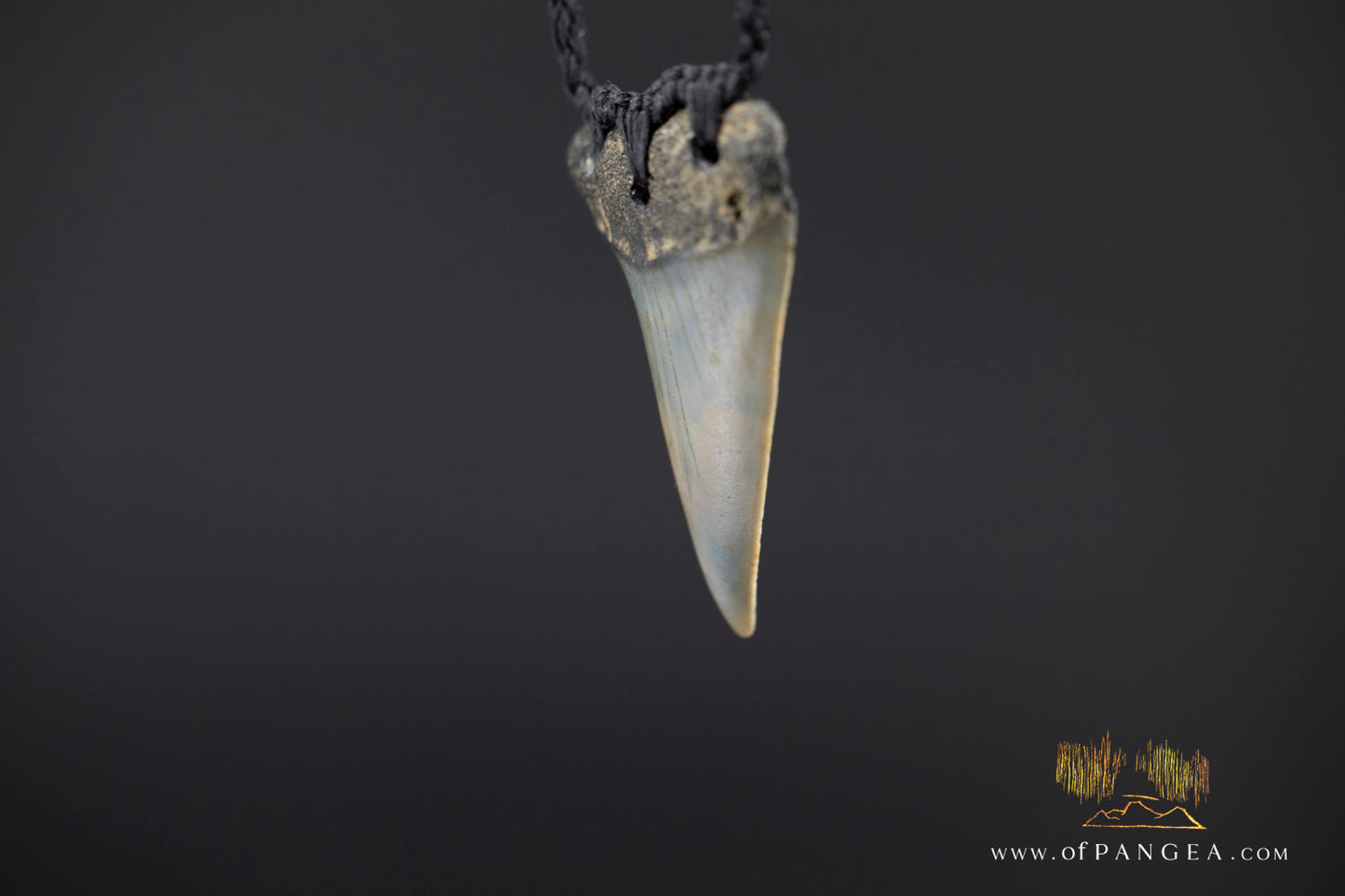 Fossilized Mako Shark Tooth Necklace || JF1359