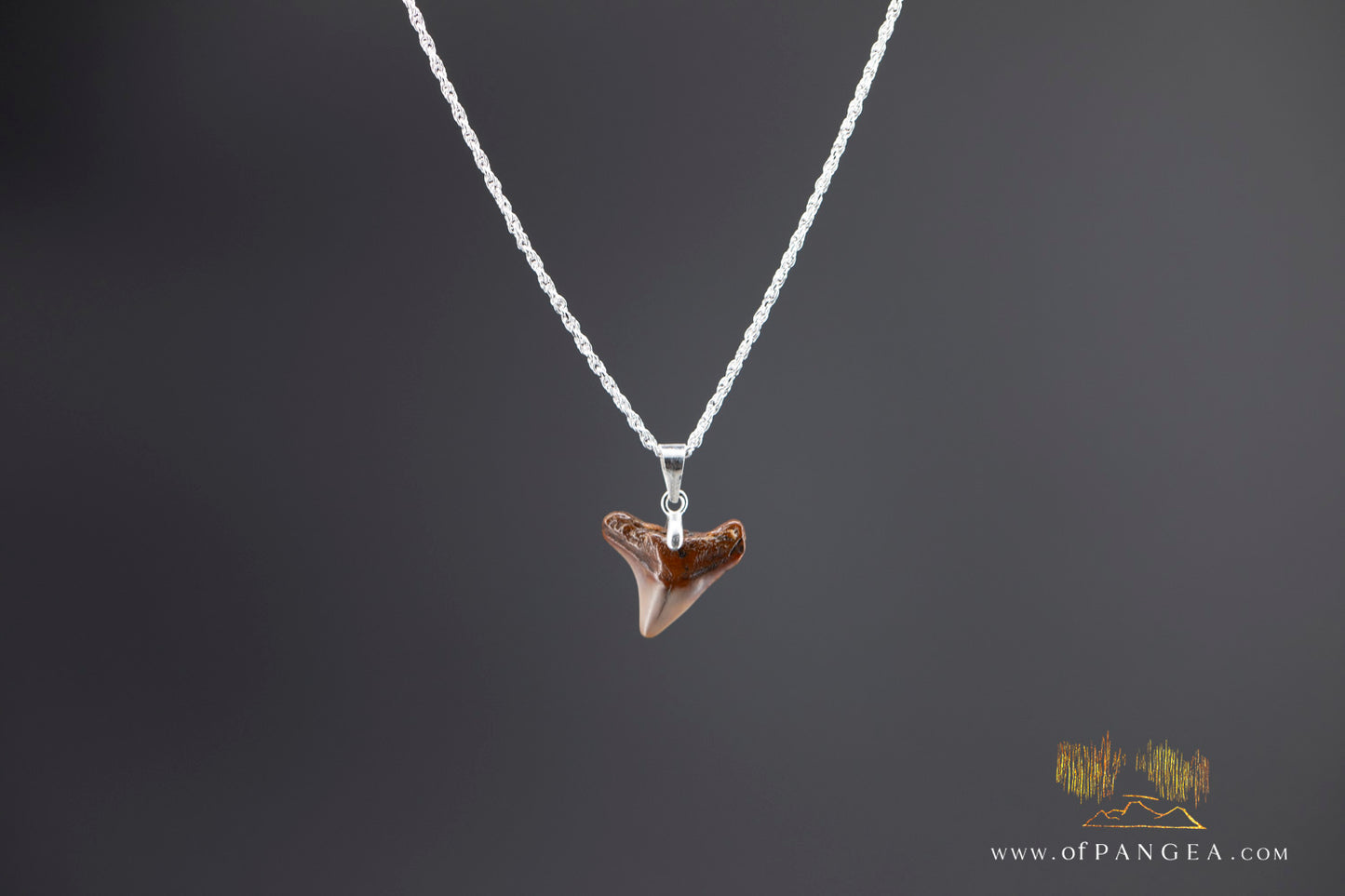 Fossilized Shark tooth - fossilized - Italian Sterling Silver chain necklace || JF1384