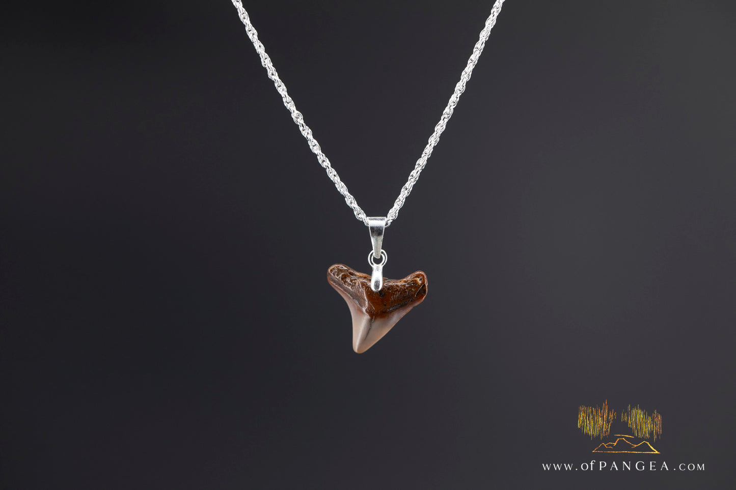 Fossilized Shark tooth - fossilized - Italian Sterling Silver chain necklace || JF1384
