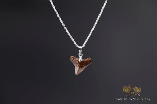 Fossilized Shark tooth - fossilized - Italian Sterling Silver chain necklace || JF1384