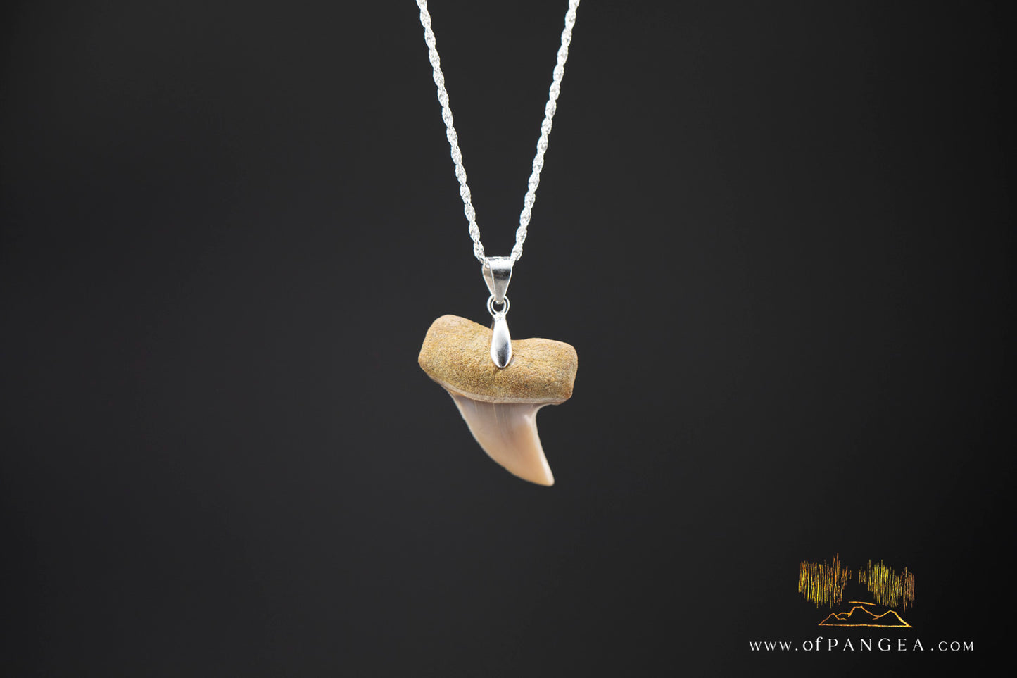 Planos Shark tooth - fossilized - Italian Sterling Silver chain necklace || JF1385
