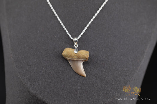 Planos Shark tooth - fossilized - Italian Sterling Silver chain necklace || JF1385