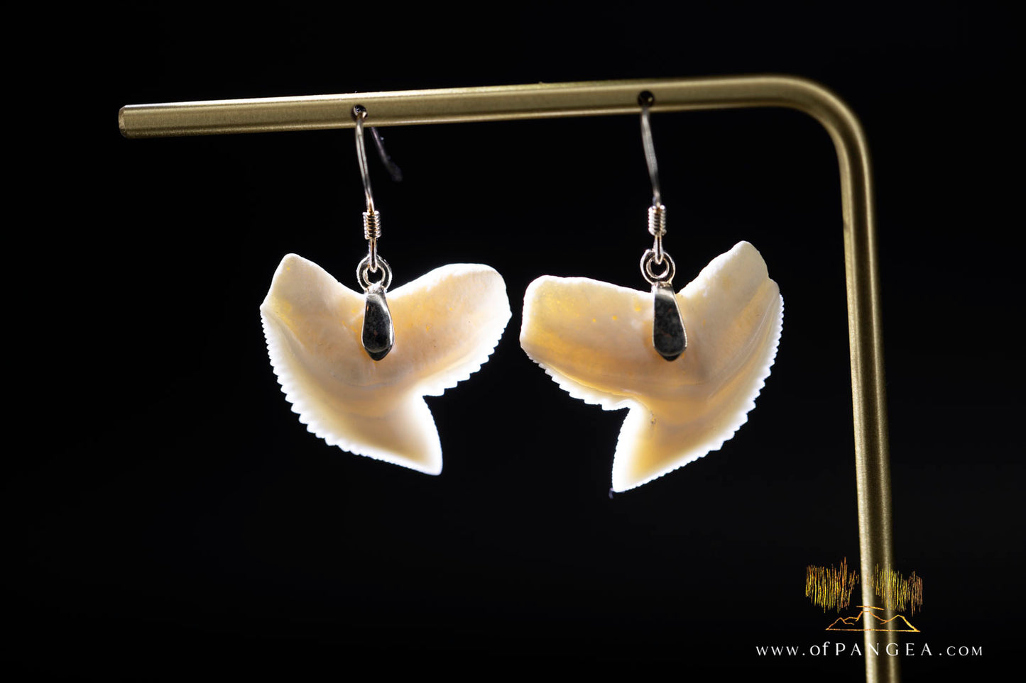 Tiger Shark teeth earrings (Modern) Sterling Silver || JF1402