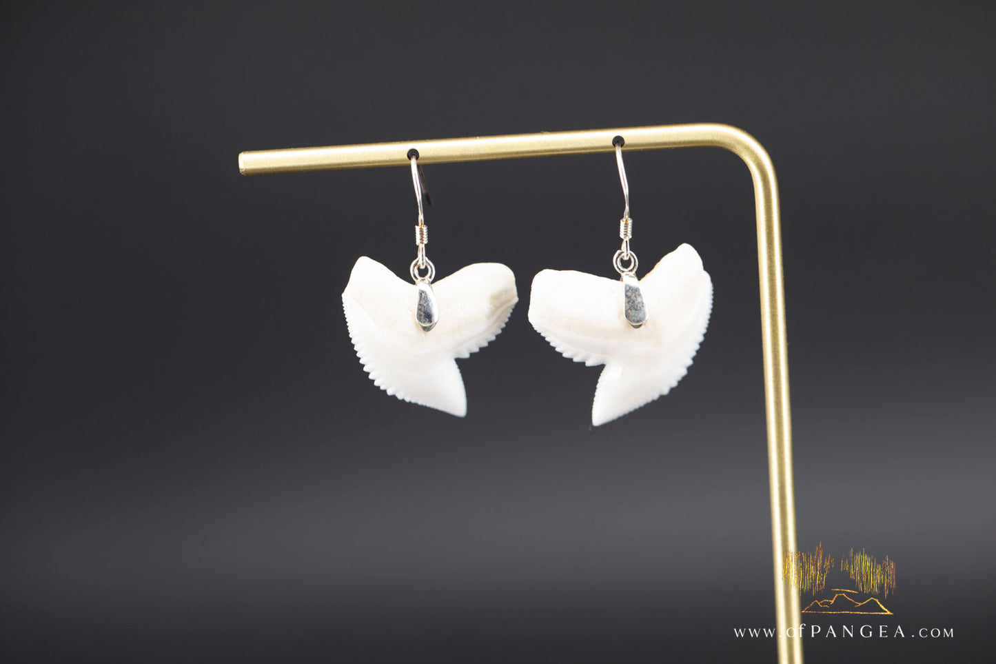 Tiger Shark teeth earrings (Modern) Sterling Silver || JF1402